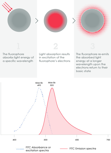 Flow Cytometry Training | Abcam